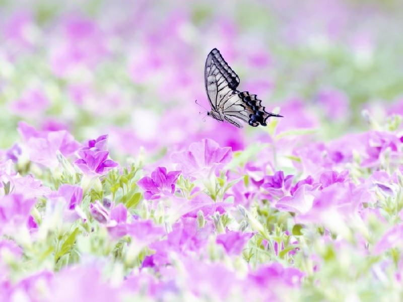 android-wallpapers.25pp.