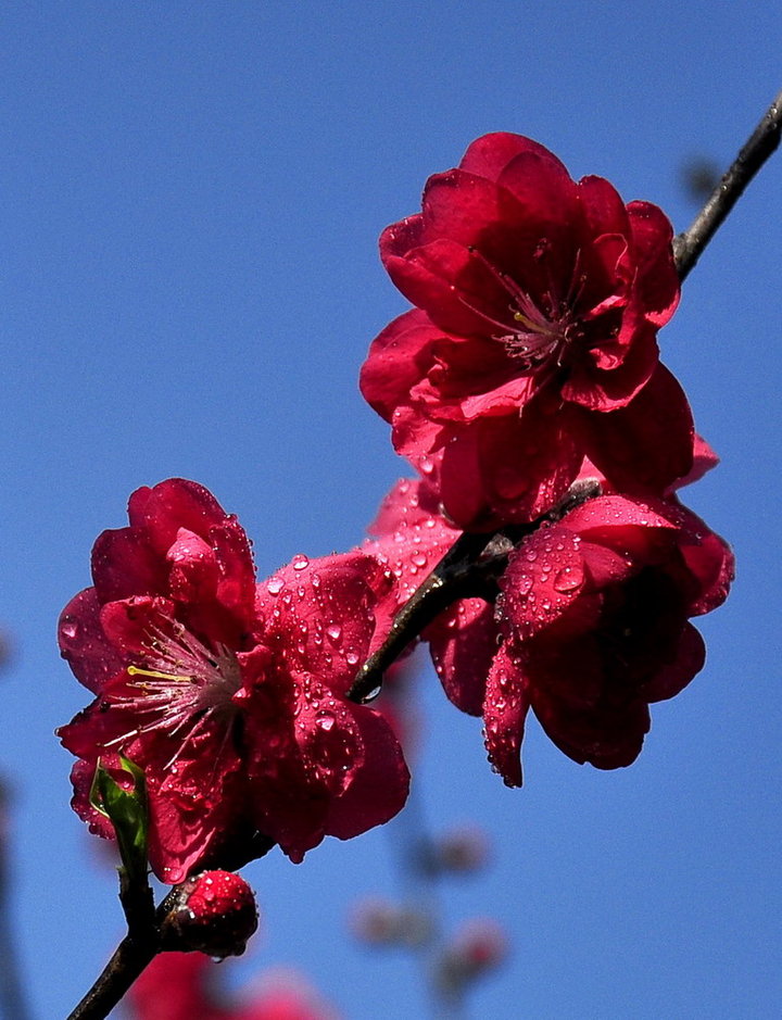 img.pconline.com-1616326783006.
