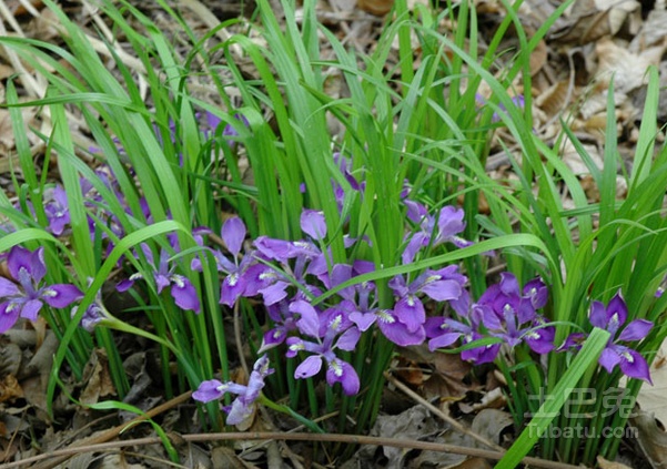 p.shancaoxiang.
