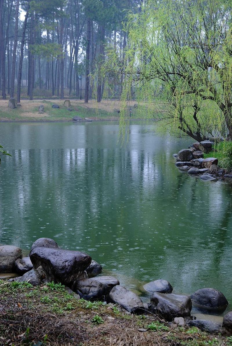 渝陇之子诗歌欣赏‖春雨行-京津沪头条 渝陇之子（图2）