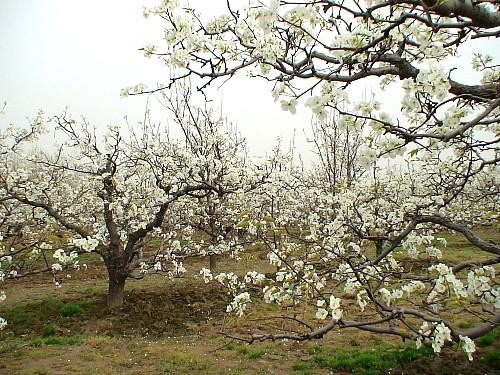 七律 咏梨花(二十一首) 文/杨振国(北京)|京津沪头条(图20)