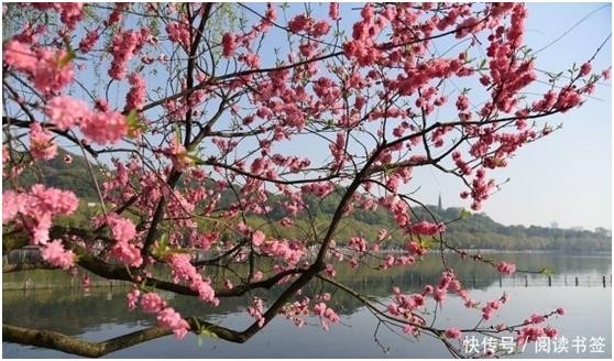 《红楼梦》系列之十八( 第 58一 71回)诗25首 作者 孙春红(山东莘县)【冰心文化传媒】(图21)