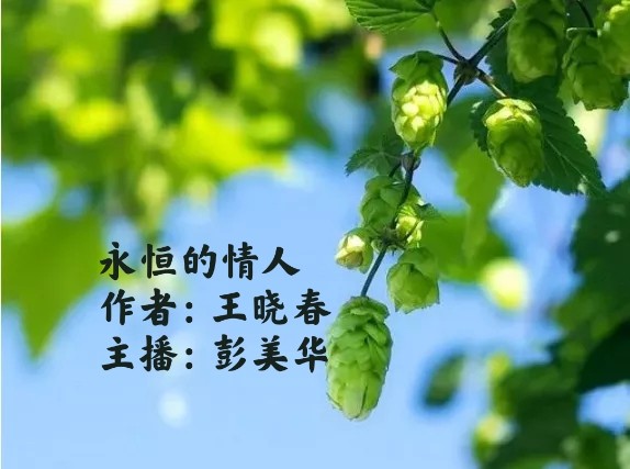 【彩红国际文化传媒】隆重推出《永恒的情人》 作者：王晓春 主播：彭美华（图3）