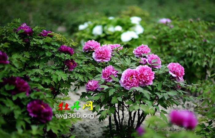 ede7cffba01c54edda57b5a651a75d1577e5a3616b936c8e12a54098e25dcd56.0.