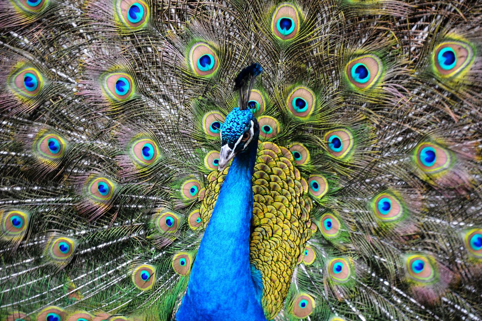 src=http_%2F%2Fimg.pconline.com.cn%2Fimages%2Fupload%2Fupc%2Ftx%2Fphotoblog%2F1108%2F07%2Fc1%2F8571731_8571731_1312676335046.jpg&refer=http_%2F%2Fimg.pconline.com.jpg