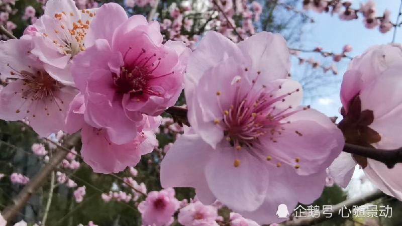 《诗词园地》四月春深乍暖还寒：文／冯捷（陕西西安）（图3）