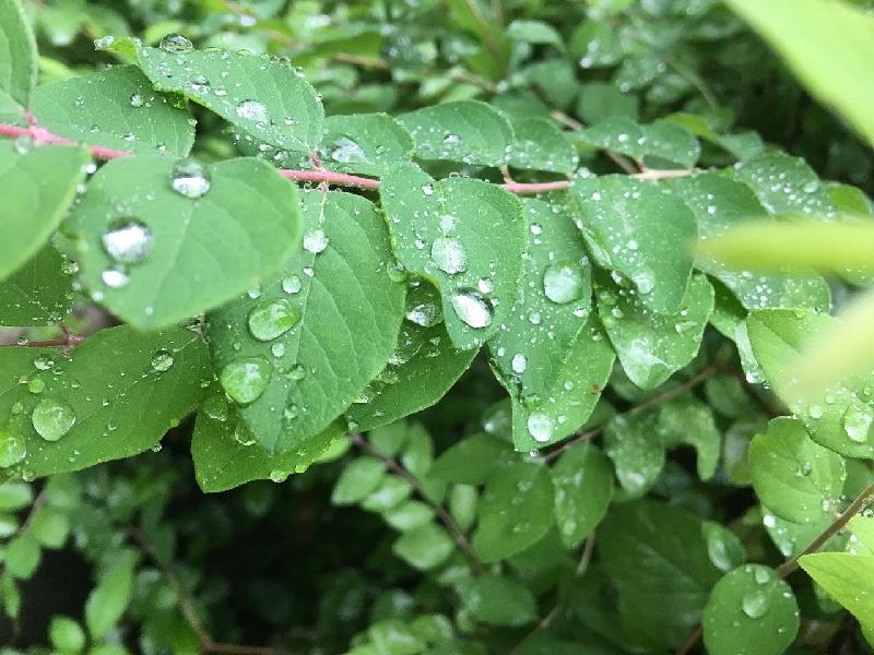 《诗词园地》雨中的嫩叶和花儿：文／王东（陕西韩城）（图2）
