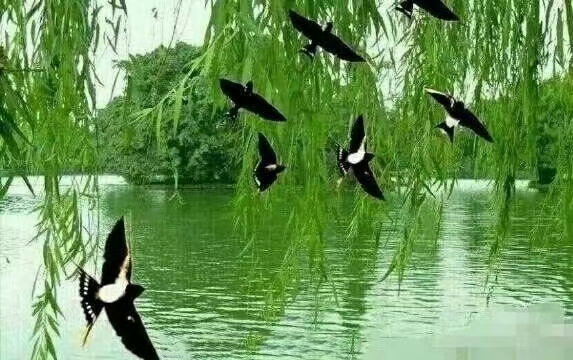 【滨州头条】七律•春光美 (组诗)文/画屏墨语(图7)