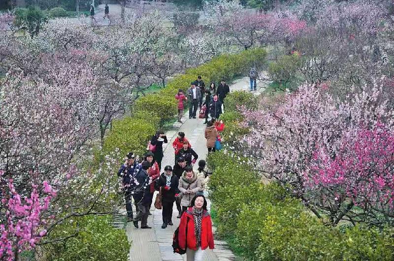 七排-南京梅花山抒怀（外一首）文‖浴乎沂（图7）