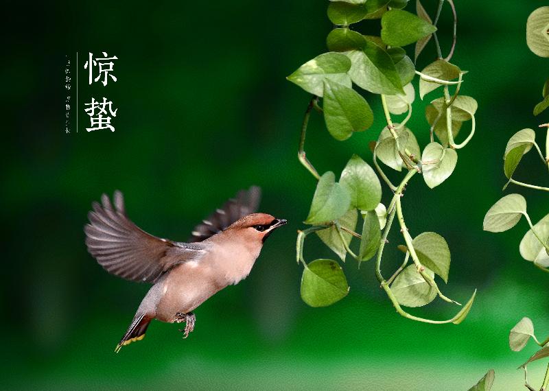 春分(外四首)‖作者:陈丽(图4)