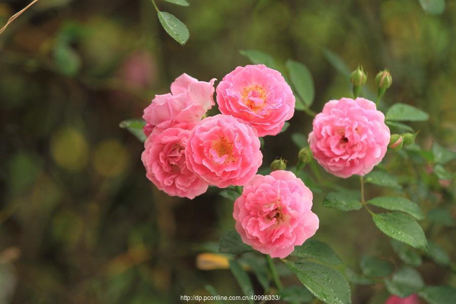 src=http_%2F%2Fimg.pconline.com.cn%2Fimages%2Fupload%2Fupc%2Ftx%2Fphotoblog%2F1705%2F12%2Fc13%2F46777882_1494593618523_mthumb.jpg&refer=http_%2F%2Fimg.pconline.com.jpg