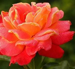 src=http_%2F%2Fimg000.hc360.cn%2Fg3%2FM09%2F63%2F21%2FwKhQvlL1hAuEEKQTAAAAAJ_G3jc041.jpg&refer=http_%2F%2Fimg000.hc360.jpg