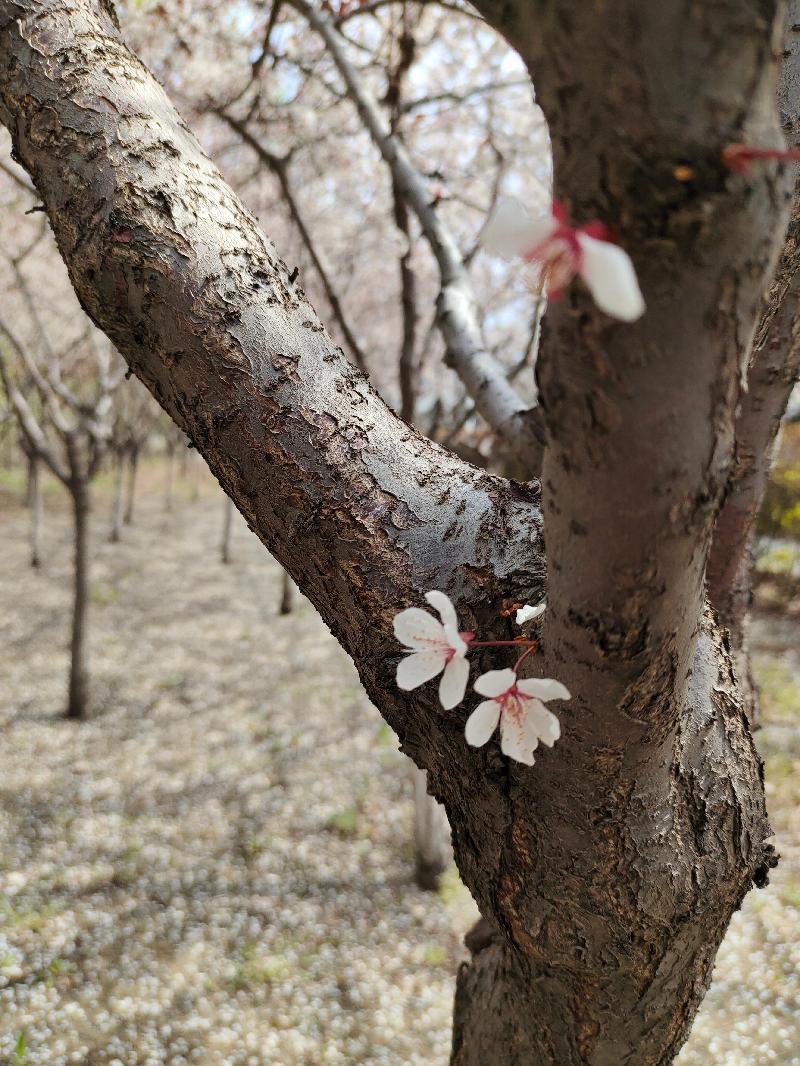 别春暮吟(图2)