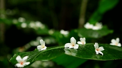 【潇湘文学社】潇湘陶菊诗社《暮春》(图12)