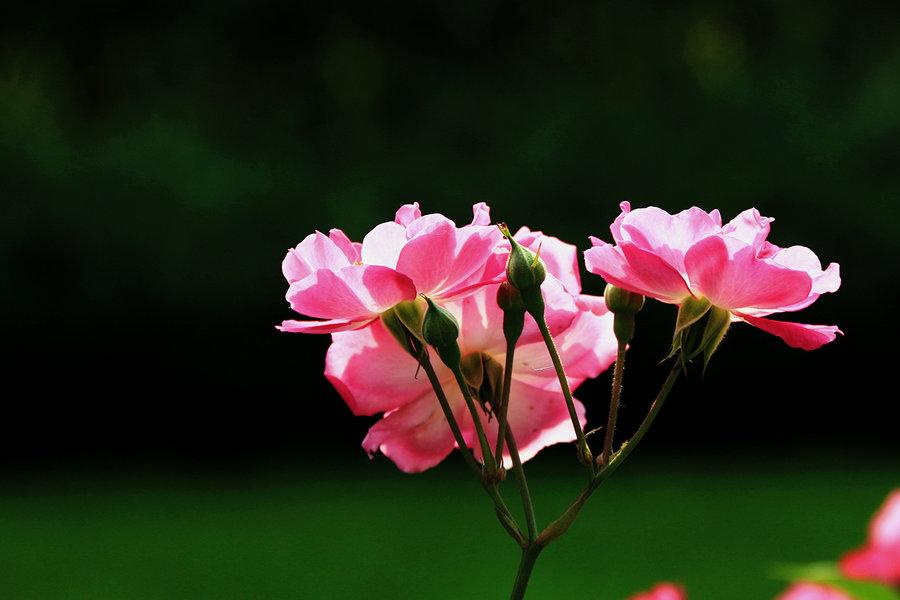 1620522442808056351.jpg src=http_%2F%2Fimg.pconline.com.cn%2Fimages%2Fupload%2Fupc%2Ftx%2Fitbbs%2F1405%2F09%2Fc24%2F34043687_1399621152831_mthumb.jpg&refer=http_%2F%2Fimg.pconline.com.jpg