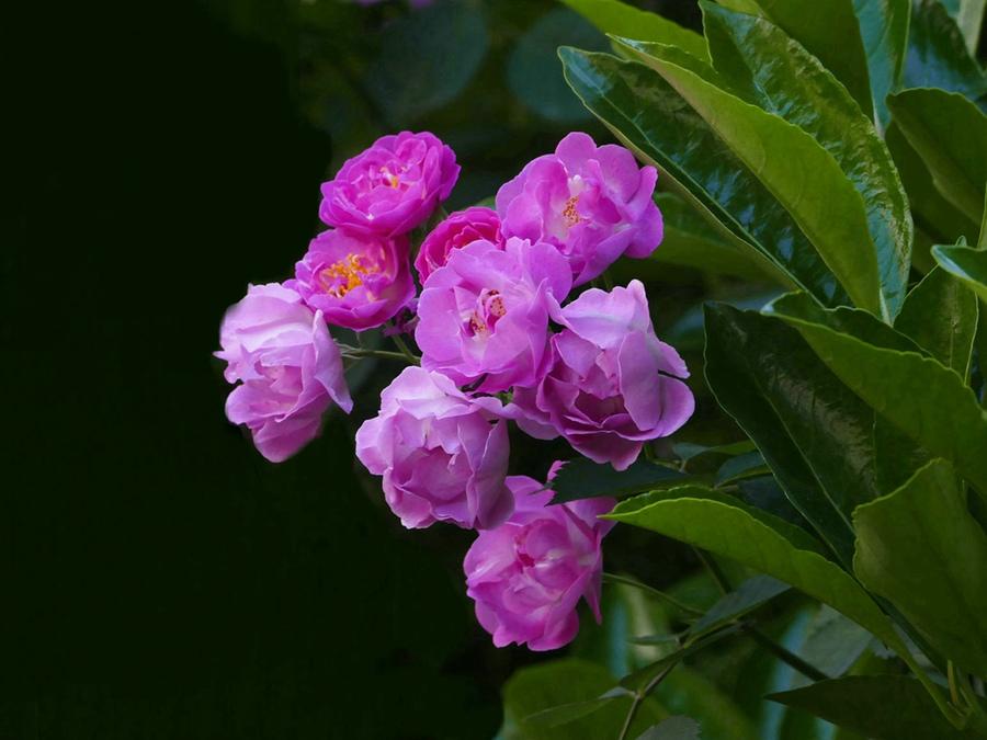 1620522457137037956.jpg src=http_%2F%2Fimg.pconline.com.cn%2Fimages%2Fupload%2Fupc%2Ftx%2Fitbbs%2F1705%2F02%2Fc19%2F45451531_1493712407581_mthumb.jpg&refer=http_%2F%2Fimg.pconline.com.jpg