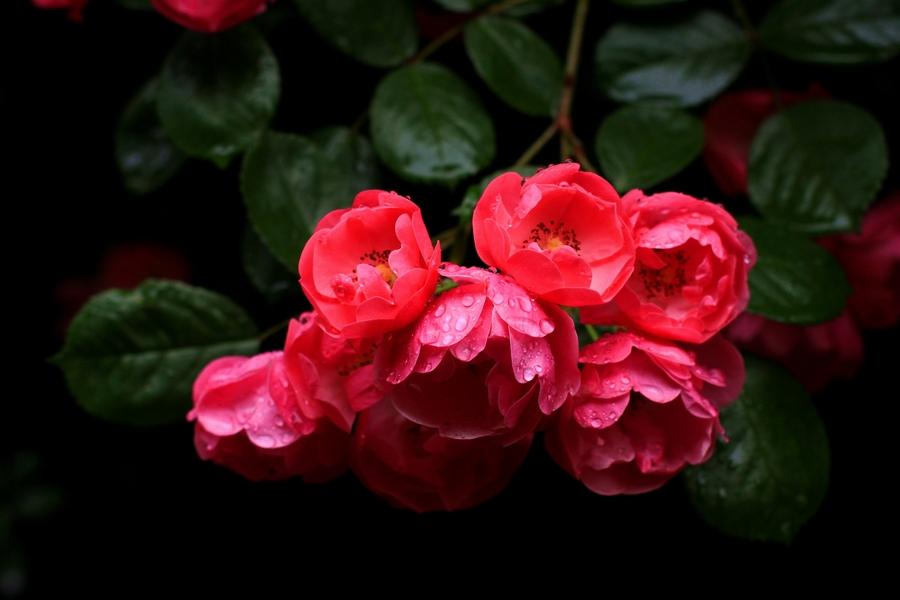 1620522470431069979.jpg src=http_%2F%2Fimg.pconline.com.cn%2Fimages%2Fupload%2Fupc%2Ftx%2Fitbbs%2F1501%2F10%2Fc0%2F1688005_1420825162868_mthumb.jpg&refer=http_%2F%2Fimg.pconline.com.jpg