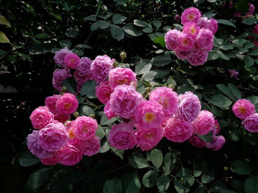 1620522497969065931.jpg src=http_%2F%2Fimg.pconline.com.cn%2Fimages%2Fupload%2Fupc%2Ftx%2Fphotoblog%2F1505%2F19%2Fc14%2F7021683_7021683_1432037514609_mthumb.jpg&refer=http_%2F%2Fimg.pconline.com.jpg