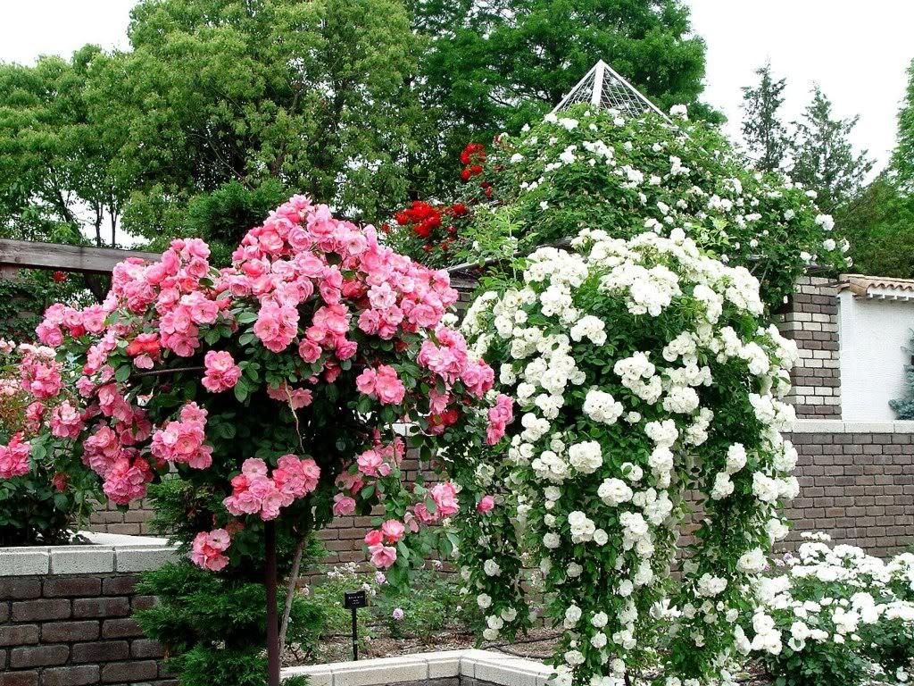 src=http_%2F%2Fhaiyuegarden.com%2Fzb_users%2Fupload%2F2016%2F05%2F201605201463708887709182.jpg&refer=http_%2F%2Fhaiyuegarden.jpg