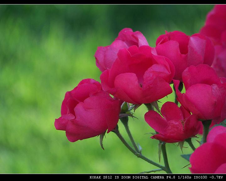 src=http_%2F%2Fimg.pconline.com.cn%2Fimages%2Fphotoblog%2F6%2F7%2F9%2F3%2F6793702%2F20085%2F20%2F1211248077934_mthumb.jpg&refer=http_%2F%2Fimg.pconline.com.jpg