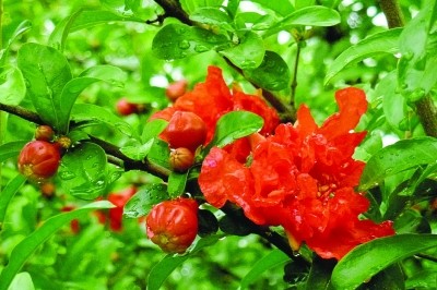 七律.和小草《咏夏》 肖 朝 光（图2）