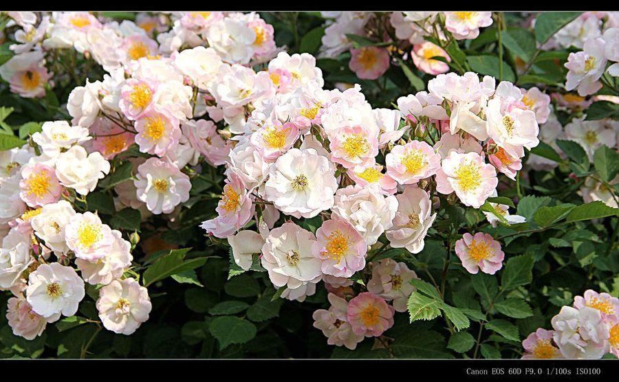 src=http_%2F%2Fimg.pconline.com.cn%2Fimages%2Fupload%2Fupc%2Ftx%2Fitbbs%2F1705%2F22%2Fc18%2F47732580_1495435722439_mthumb.jpg&refer=http_%2F%2Fimg.pconline.com.jpg