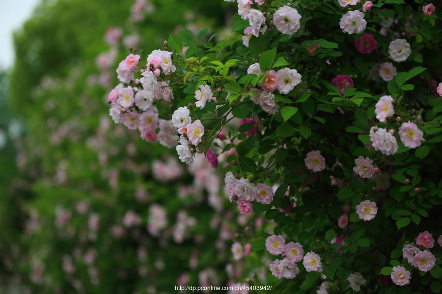 src=http_%2F%2Fimg.pconline.com.cn%2Fimages%2Fupload%2Fupc%2Ftx%2Fphotoblog%2F1804%2F24%2Fc9%2F84400101_1524577671949_mthumb.jpg&refer=http_%2F%2Fimg.pconline.com.jpg