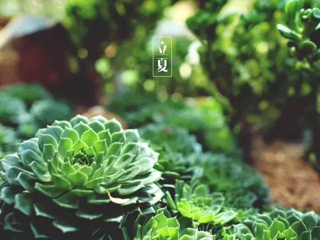【潇湘文学社】潇湘问梅诗社《立夏》(图29)