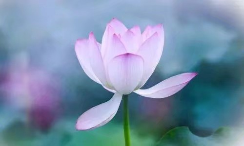 《莲心如禅》作者/绿茵 主播/远东 编辑/胡琴(图6)