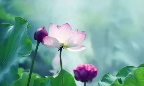 《莲心如禅》作者/绿茵 主播/远东 编辑/胡琴(图4)