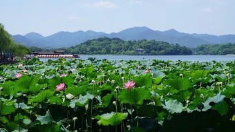《莲心如禅》作者/绿茵 主播/远东 编辑/胡琴(图3)