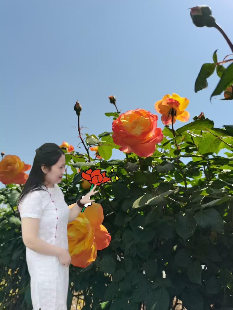 南飞雁: 风吹过的夏天（图4）