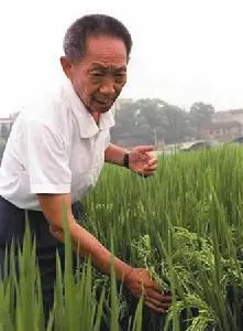 世界之声：《稻子熟了，妈妈，我来看您了》文/ 袁隆平（中国）诵/ 郭丹 （美国） 乐/ 巴赫-Air Sul G［世界金话筒朗诵团］世界诗人名人展（2289）（图8）