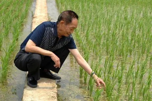 世界之声：《稻子熟了，妈妈，我来看您了》文/ 袁隆平（中国）诵/ 郭丹 （美国） 乐/ 巴赫-Air Sul G［世界金话筒朗诵团］世界诗人名人展（2289）（图7）