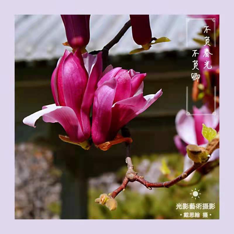 荐赏著名书画家成吉思翰老师精彩绝伦摄影作品｜海外头条（图3）