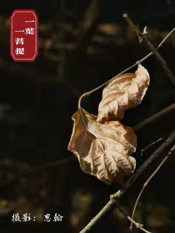 荐赏著名书画家成吉思翰老师精彩绝伦摄影作品｜海外头条（图6）