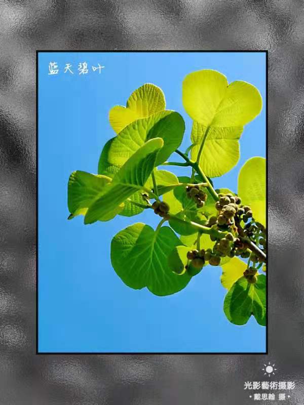 荐赏著名书画家成吉思翰老师精彩绝伦摄影作品｜海外头条（图17）