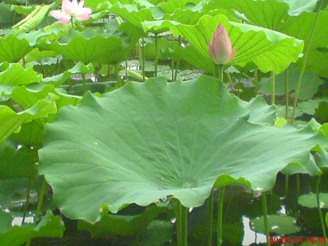 1622330676210002245.jpg src=http_%2F%2Fimage.wangchao.net.cn%2Ffengjing%2F1326251775715.jpg&refer=http_%2F%2Fimage.wangchao.net.jpg