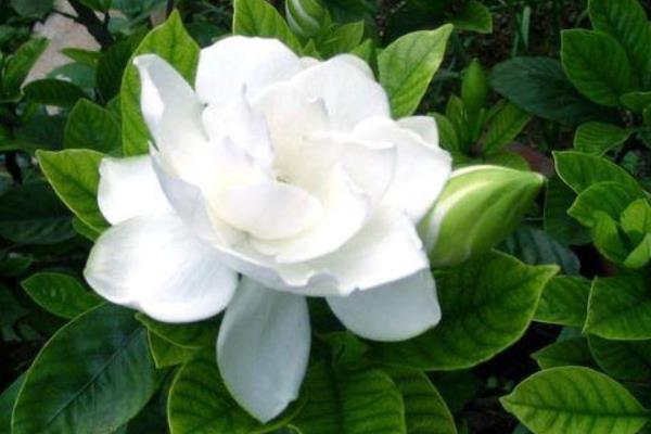 【英国文学】精品朗诵《栀子花开等你来》作者|田园、朗诵|薇薇(香港)、荐稿|中权(美国)(图5)