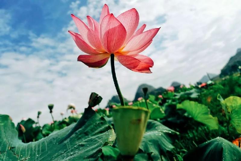 《我愿成为你的夏季》作者/诗梦龄 主播/馨园小主 编辑/胡琴(图2)
