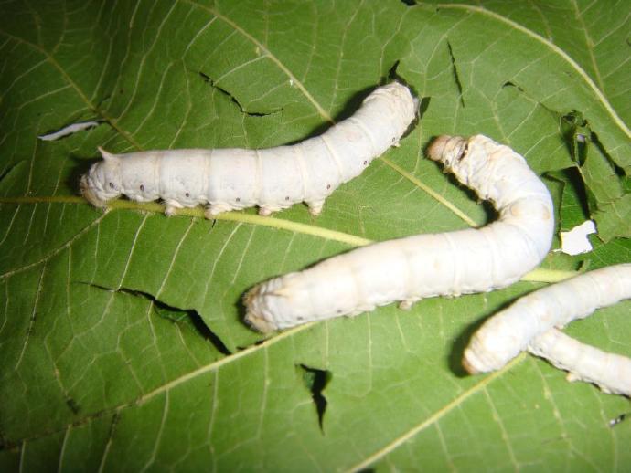 童年趣事—致六一儿童节 文/樂安(上海)（图4）