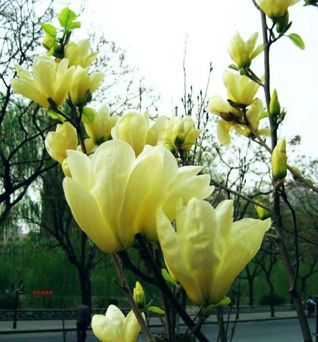 玉兰花开 文/蓝雪花（图2）