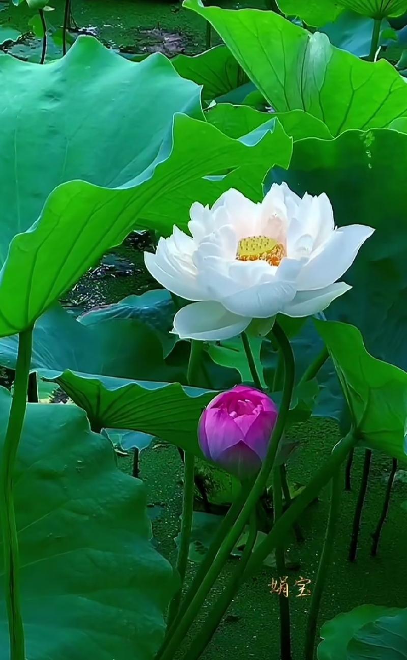 七律•入夏 文/孙德力（图2）