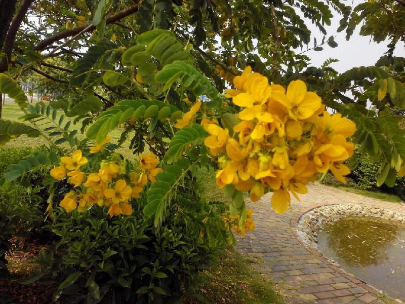 芒种加官（五绝·新韵） ／萧水金（图5）