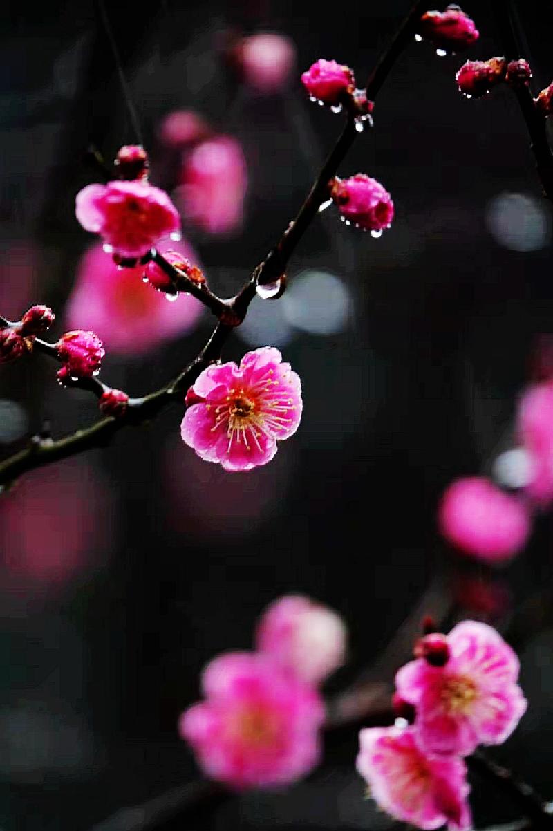 琼芳倚窗暗香浓-京津沪头条 文/金萍(辽宁)