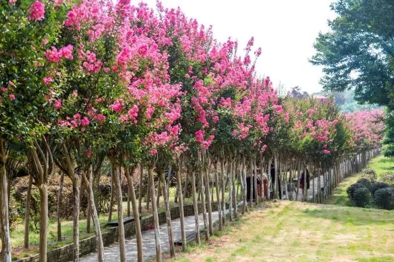 七律 紫嶶花 ／江冲（图15）