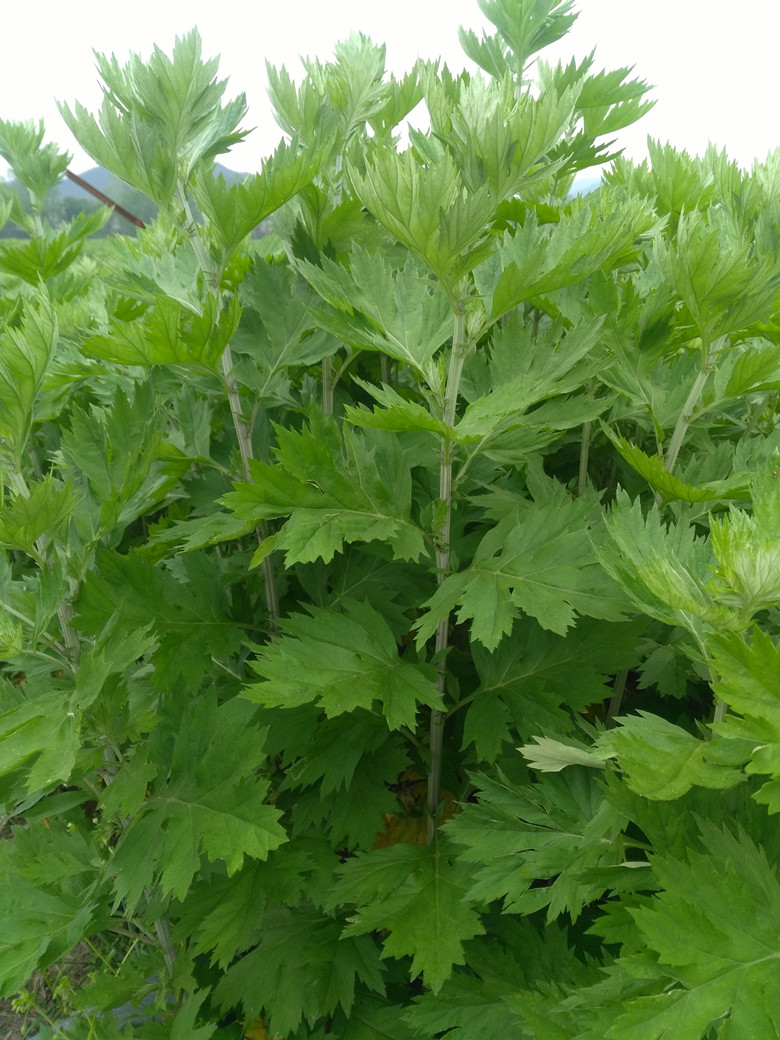 七律-汨罗情 文‖雅轩琴韵(图5)