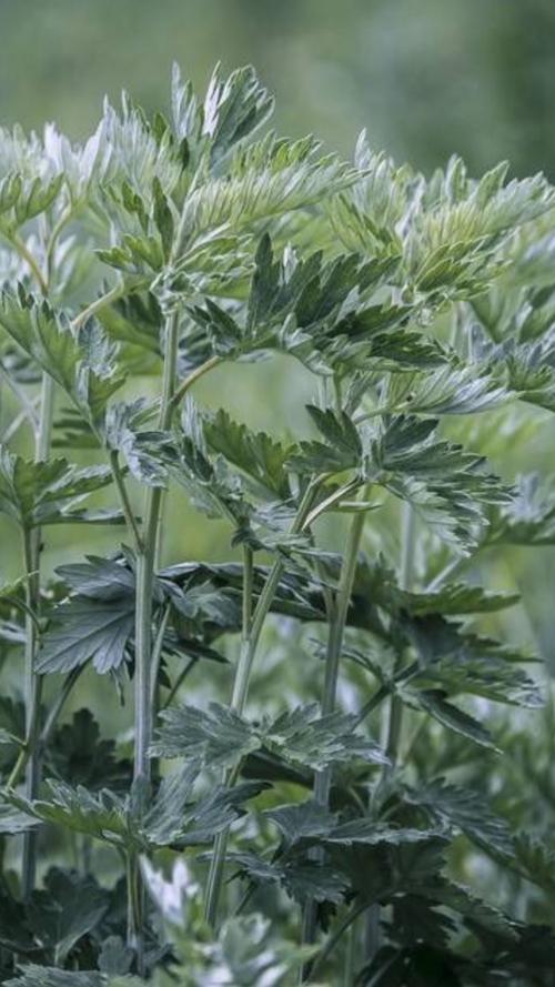 端午节 江苏灌云‖戴乐柱（图4）