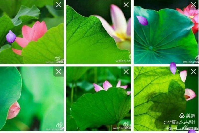 《西湖朵朵，小小流水唱和咏荷76词》华夏流水诗词社主办（图6）