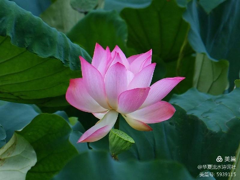 《西湖朵朵，小小流水唱和咏荷76词》华夏流水诗词社主办（图28）
